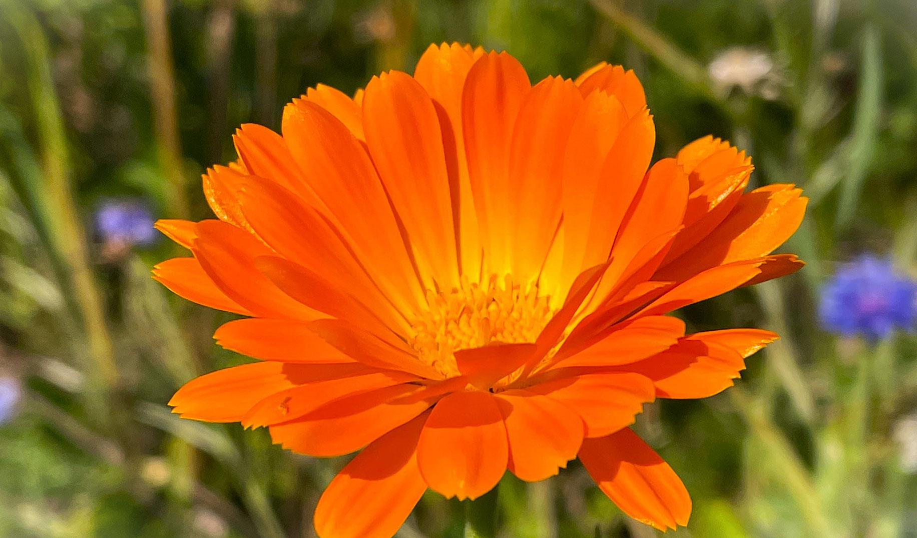 Kirschblüten